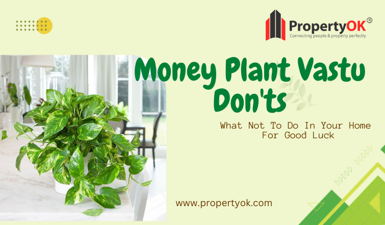 money plant